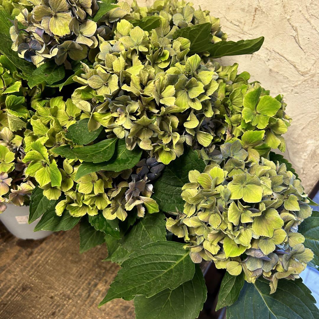 アジサイ 5寸1種4鉢 紫陽花 秋色アジサイ - メルカリ
