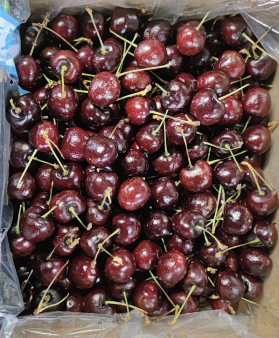 訳あり品　ニュージーランド産チェリーさくらんぼ 5kg