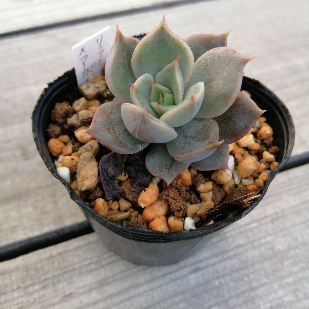 リラシナ アガボイデス 多肉植物 メルカリ