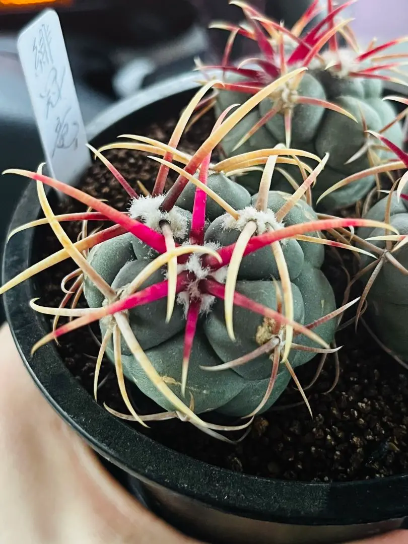 サボテン テロカクタス 緋冠竜 (コピアポア チタノタ コーデックス) Thelocactus hexaedrophorus v. fossulatus テロカクタス 緋冠竜