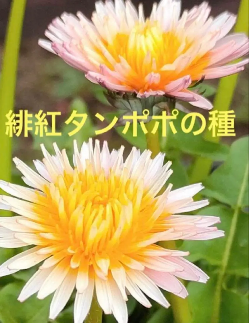 たんぽぽ様 Amazon｜ハッピーガーデン 花苗 緋紅たんぽぽ 1鉢 3.5号 【お