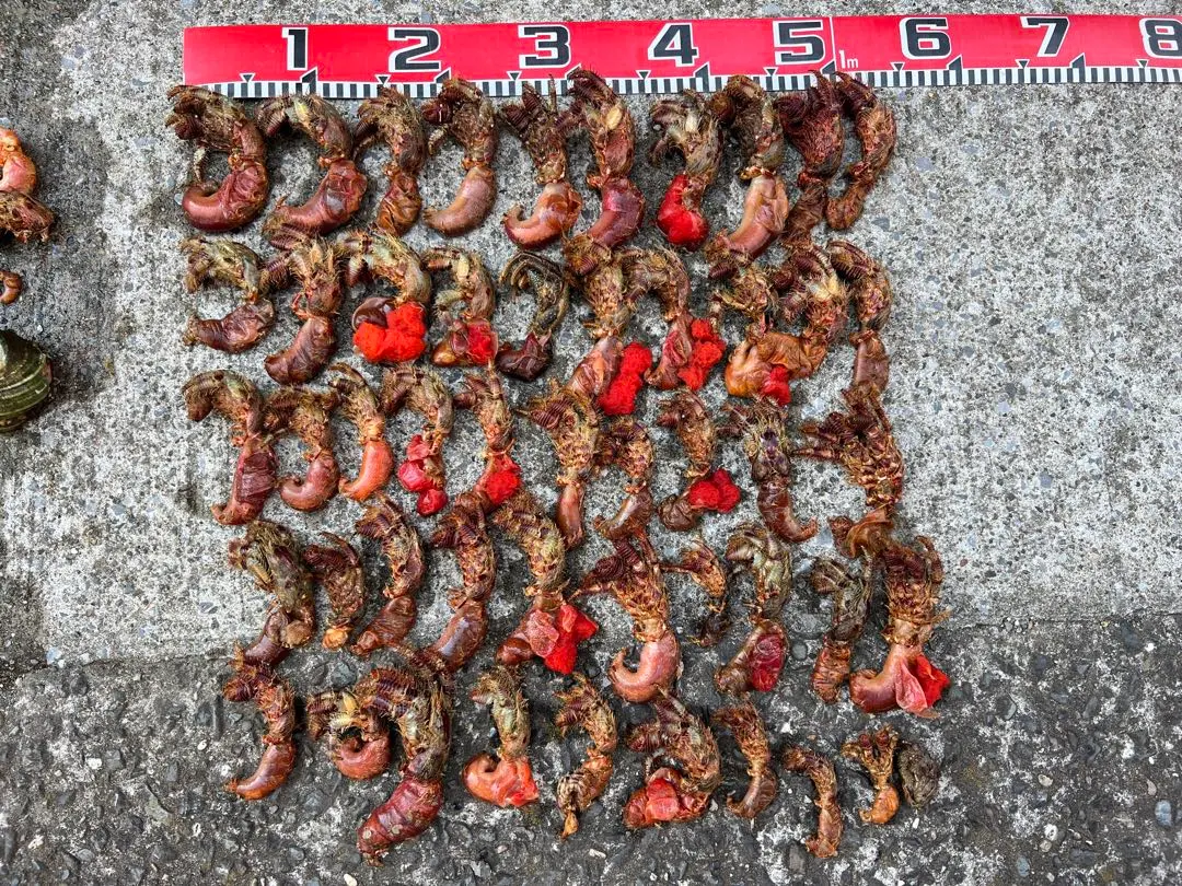 漁師直送 オニヤドカリ 12匹（580g） 急速冷凍 石鯛 エサ 漁師直送 オニヤドカリ １２匹セット（５２０g） 急速冷凍 石鯛 エサ