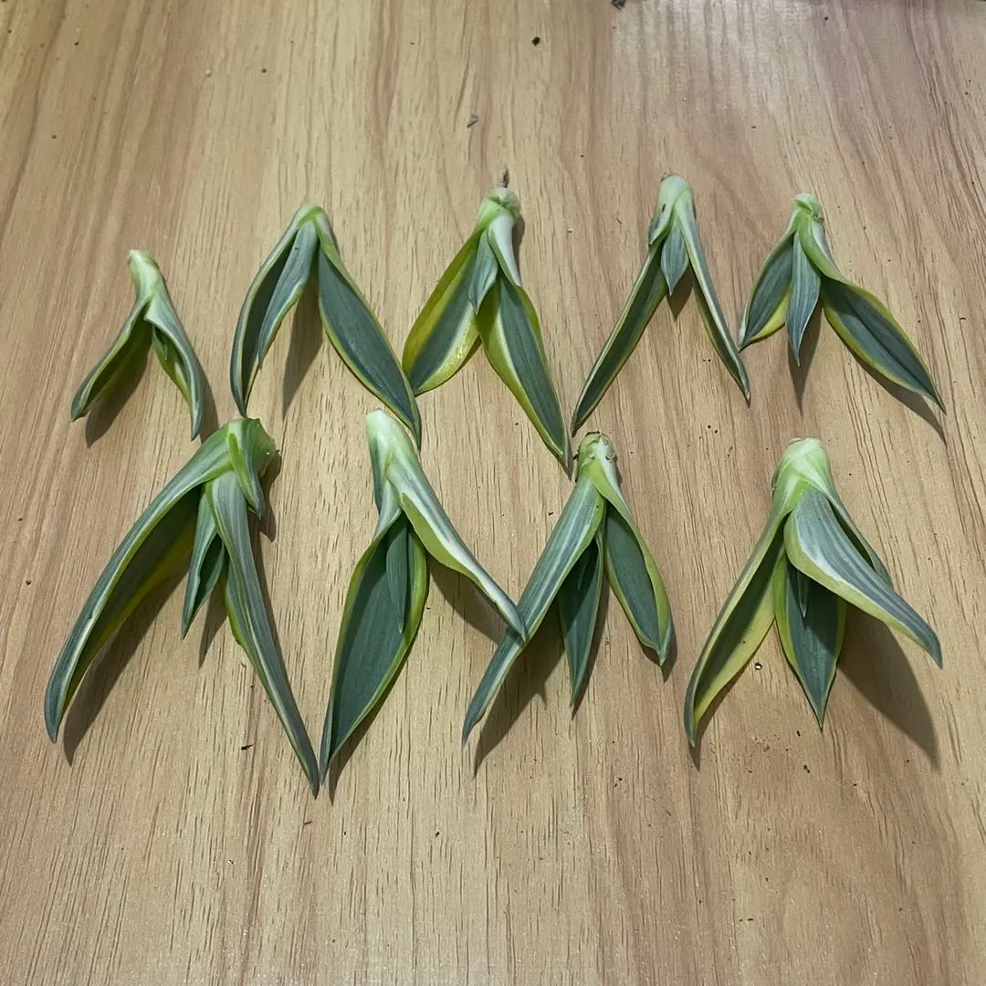 2025年最新】アガベ・デスメティアナの人気アイテム - メルカリ