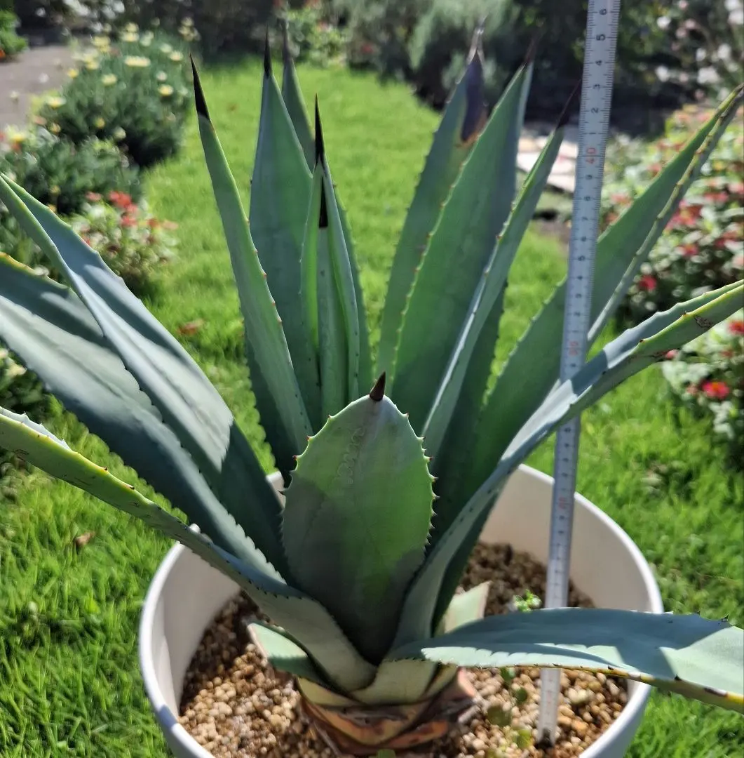 2025年最新】アガベ オアハカセンシスの人気アイテム - メルカリ