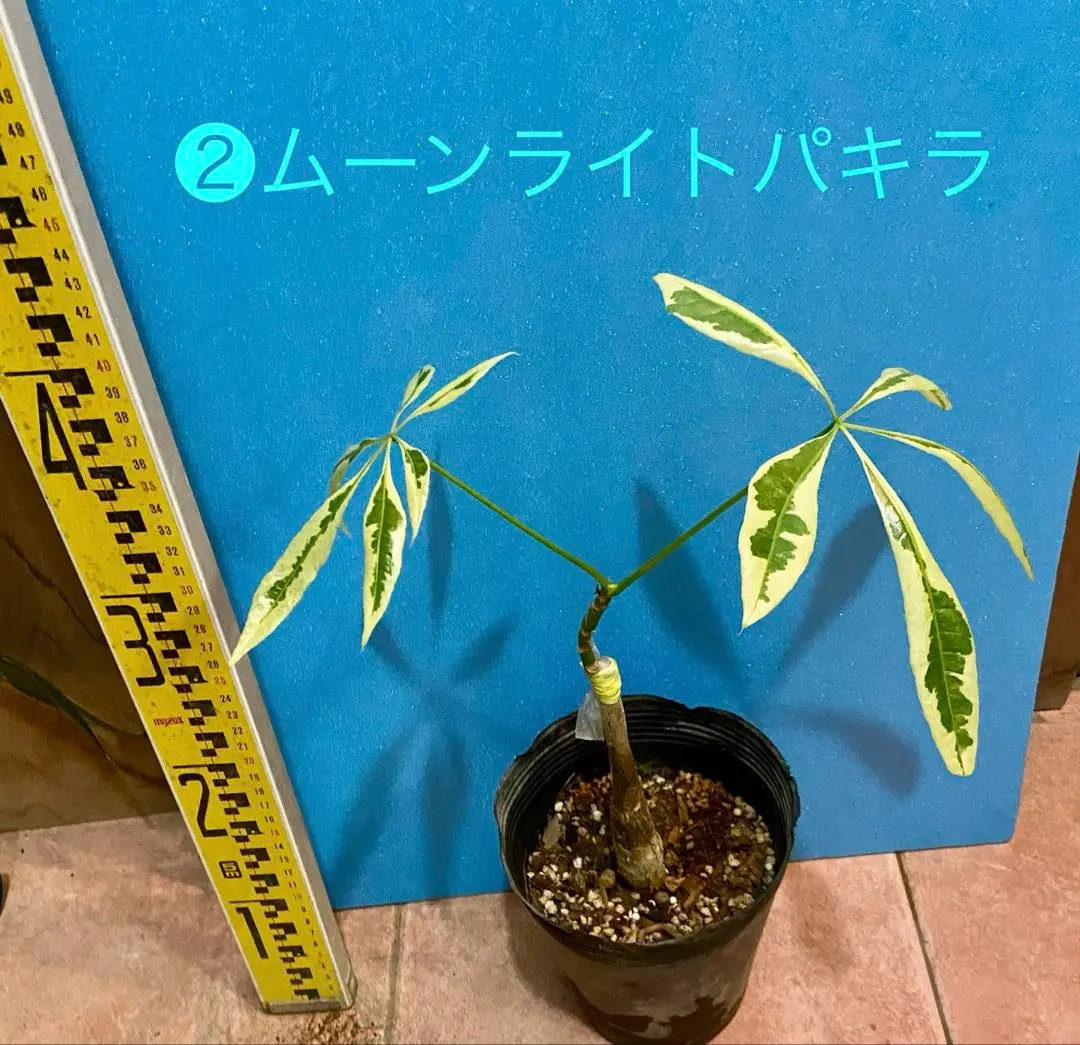 現品】超激レア パキラムーンライト 高さ94 幹太 樹形綺麗