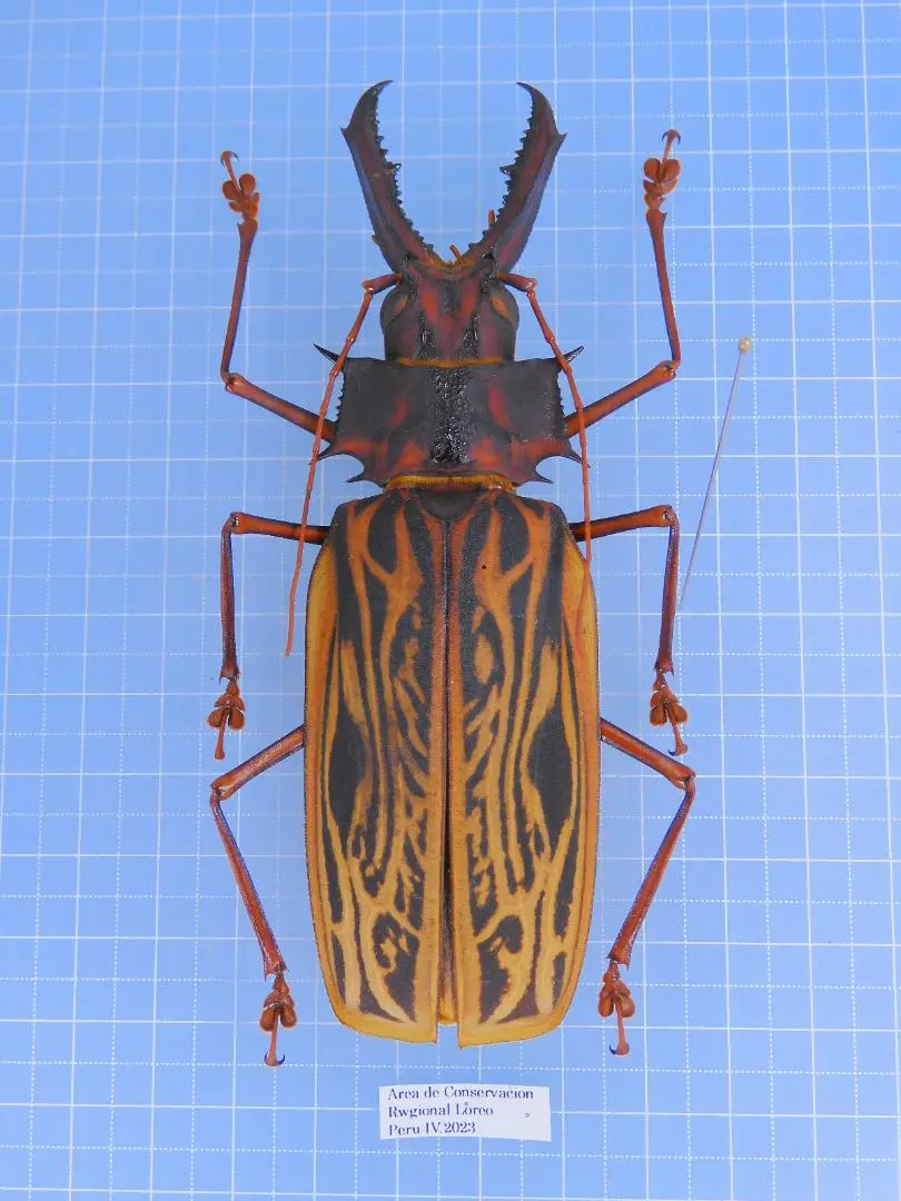 ［昆虫標本］オオキバウスバカミキリ 大型︎︎ ♀ 106mm 2024年採集 オオキバウスバカミキリ 標本（割引 昆虫標本］オオキバウスバ