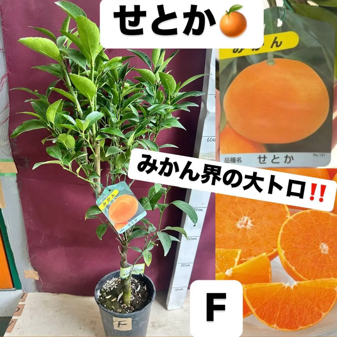 みかん界の大トロ‼️せとか　苗木　No.1 2025年最新】せとか みかん 苗の人気アイテム - メルカリ