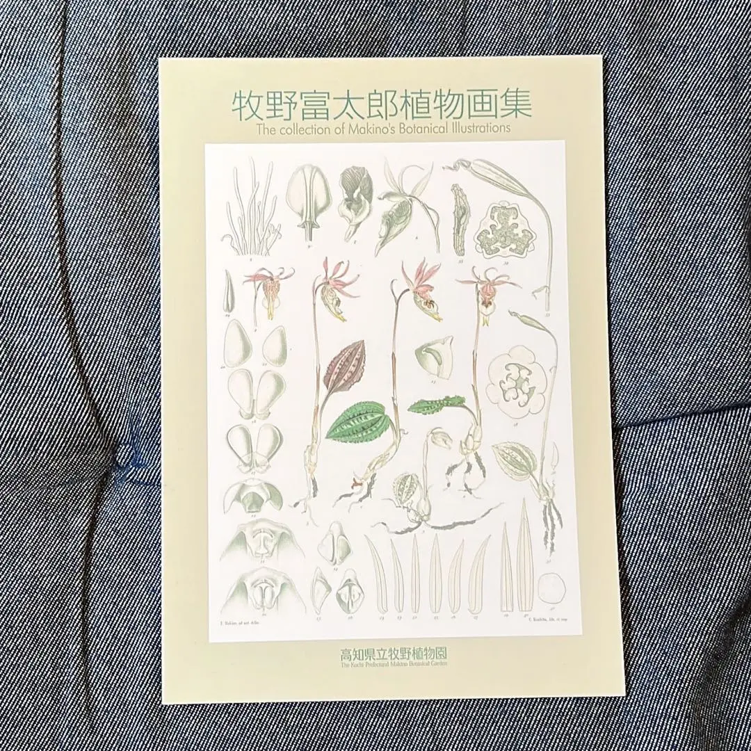 牧野富太郎 植物画集 植物図譜 セット 牧野富太郎植物画集 : 川西ストア - 通販 - Yahoo!ショッピング