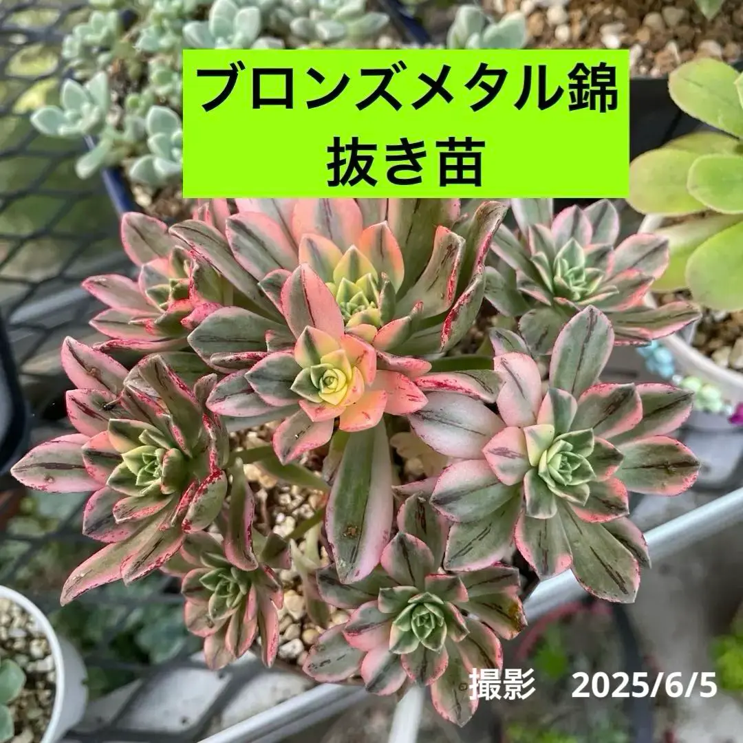 2025年最新】ブロンズメタル錦の人気アイテム - メルカリ