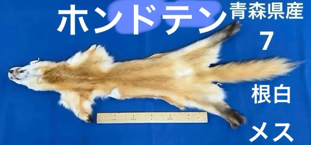 柔らか毛並み綺麗 デミバフ サガミンク 貂 本毛皮 コート リアルファー XL 柔らか毛並み綺麗 デミバフ サガミンク 貂 本毛皮 コート リアル