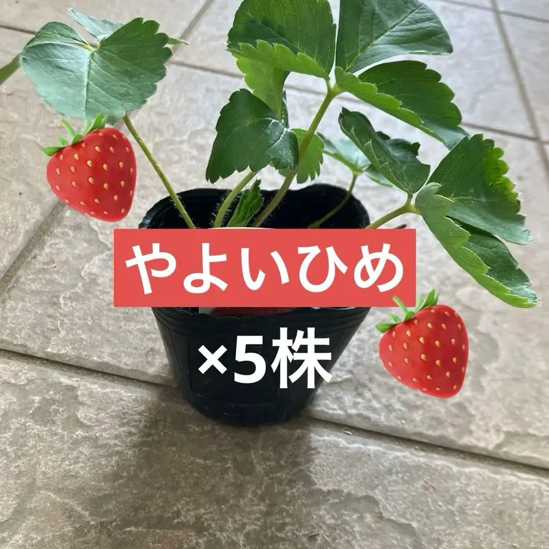専用ページ　やよいひめ苗　100本 2025年最新】やよいひめ 苗の人気アイテム - メルカリ