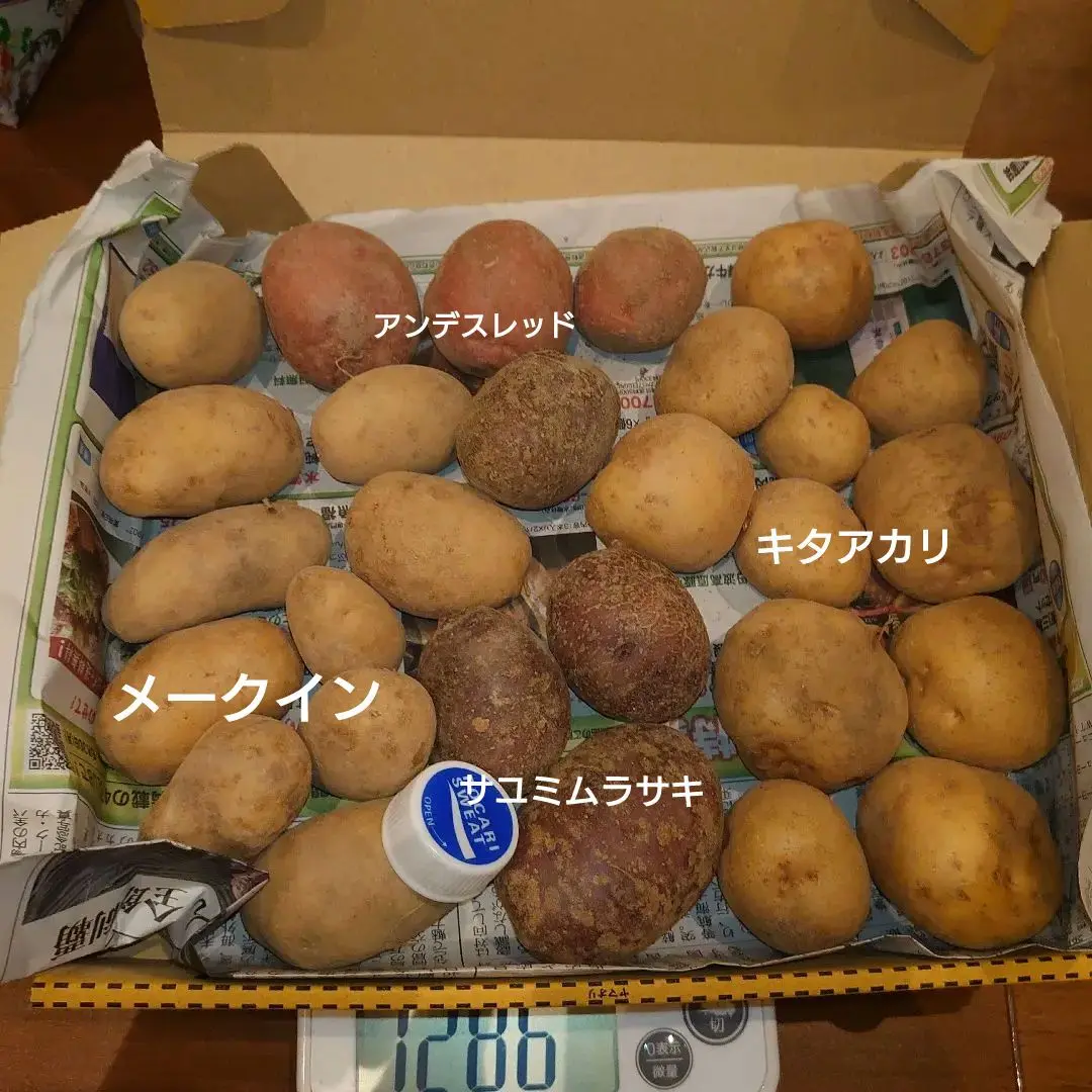 2025年最新】ながさき黄金 種芋の人気アイテム - メルカリ