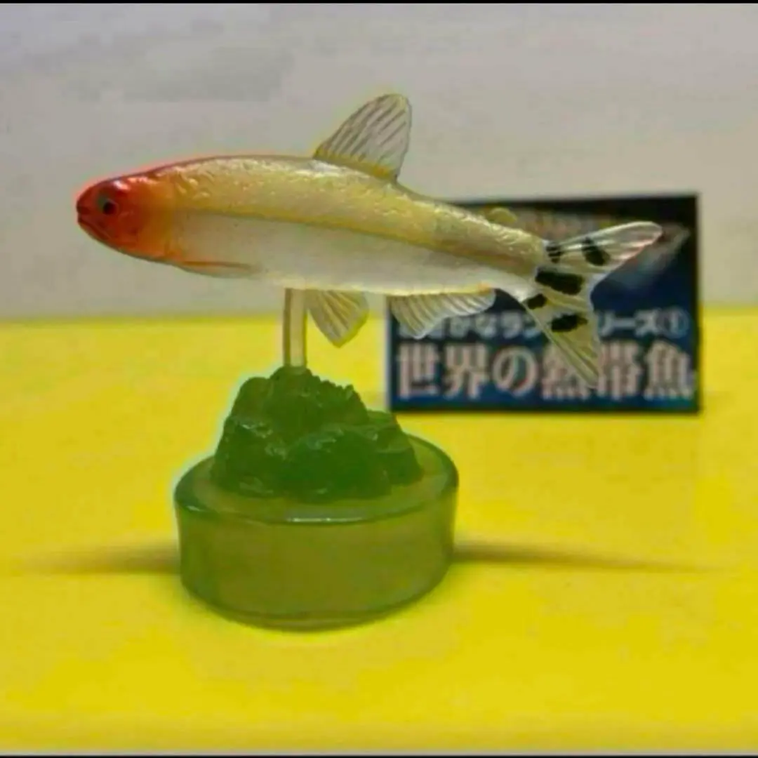 2025年最新】熱帯魚大図鑑の人気アイテム - メルカリ