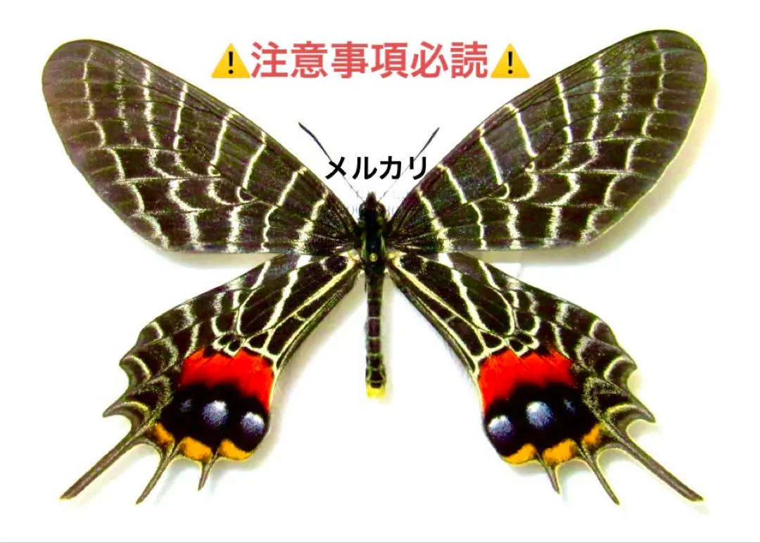 シボリアゲハ、テングアゲハ ブータンシボリアゲハ以外のシボリアゲハの仲間3種展示