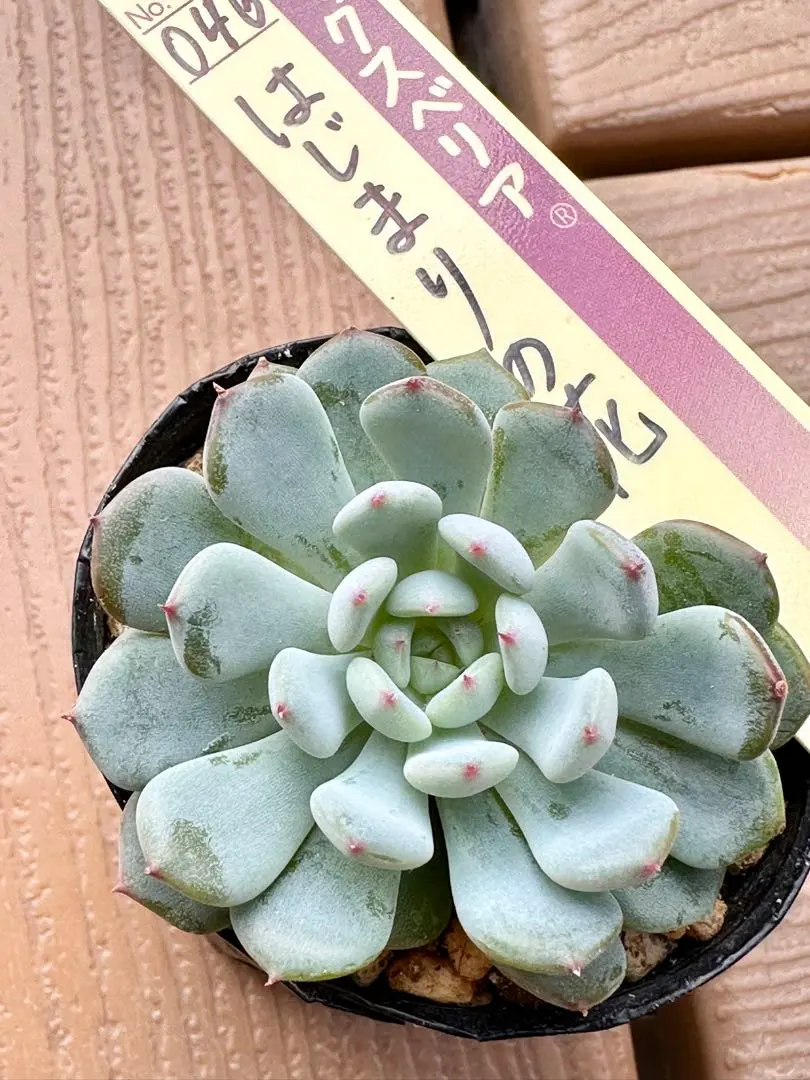 2025年最新】霜飾り ミックスベリアの人気アイテム - メルカリ