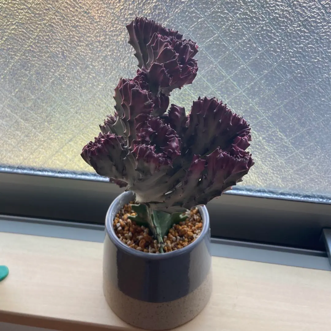 【鉢植え☆送料込】ホワイトゴースト・綴化・サボテン（116㎝） 2025年最新】ホワイトゴースト 綴化の人気アイテム - メルカリ