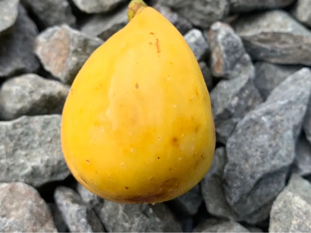 イエローロングネック　3年目鉢　8号相当　いちじく Yellow Long Neck(イエロー ロング ネック)の特徴・味・耐寒性