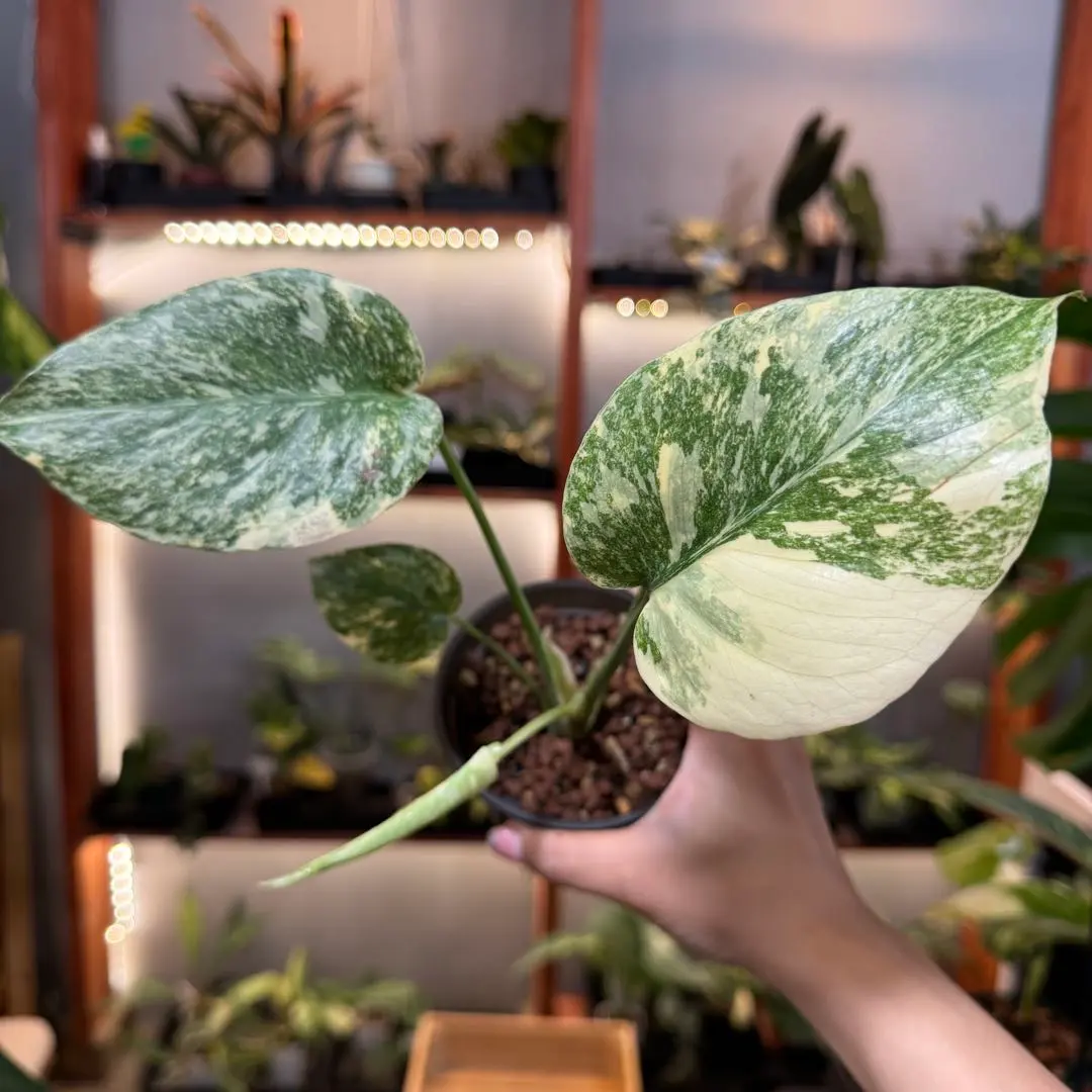 k*i様 本物 モンステラ レガシー tc株 k*i様 本物 モンステラ レガシー tc株 モンステラ・レガシー