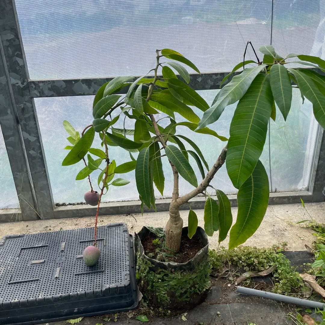 紅キーツ　マンゴー苗　不織布　8号 マンゴー苗 品種 紅キーツ 8号不織布苗 苗木・植木