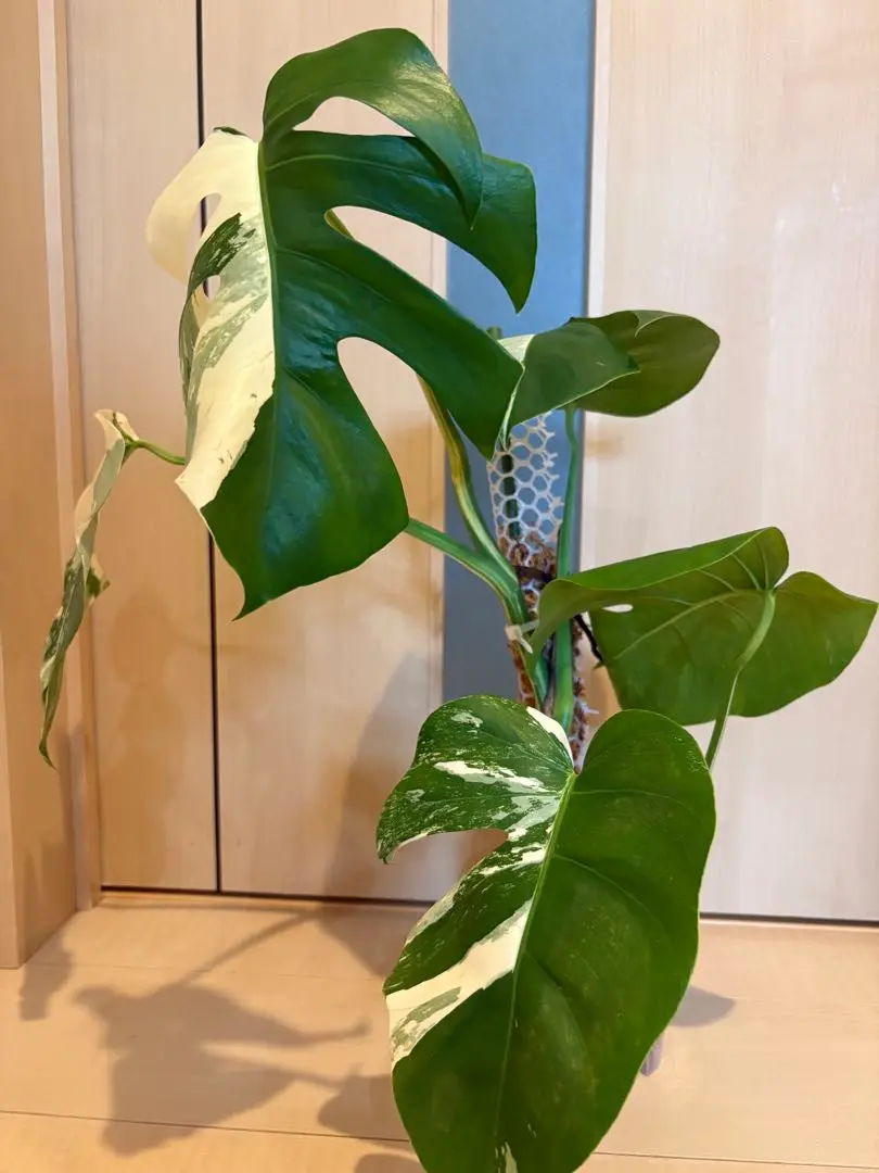 班入りモンステラ　モンステラボルシギアナバリエガータ　観葉植物　鉢ごと配送 極斑入り モンステラ ボルシギアナ バリエガータ | GREEN LUCK