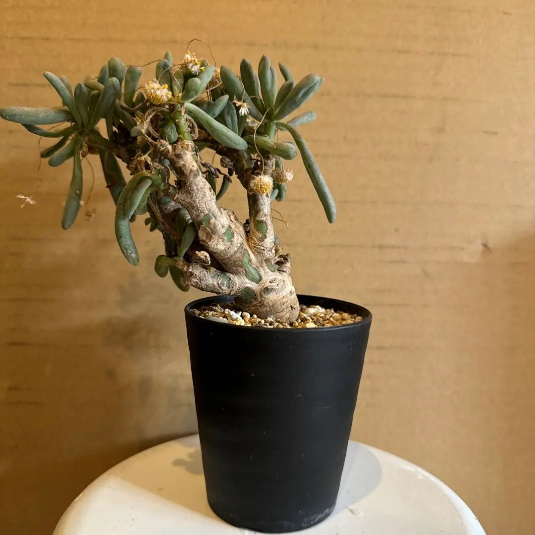 オトンナ クラビフォリア 1 | STELLA.PLANTS