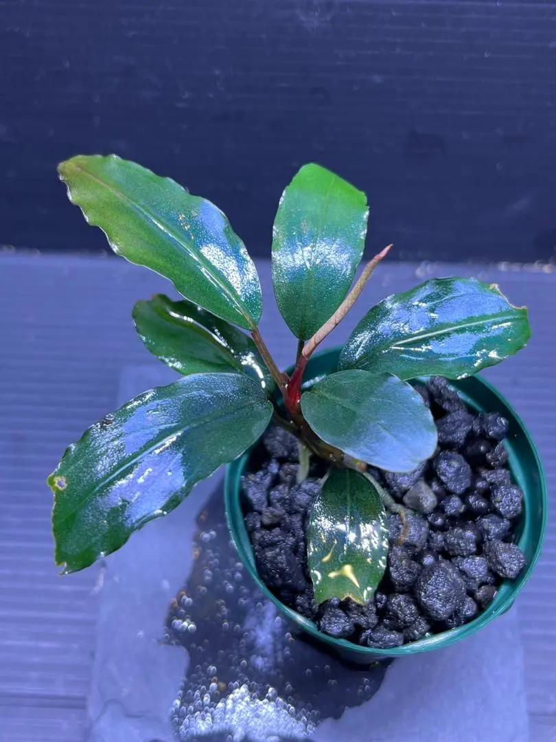 ブセファランドラ　ナンガタマン ブセファランドラsp.ナンガタマン❣️Bucephalandra sp.Nanga