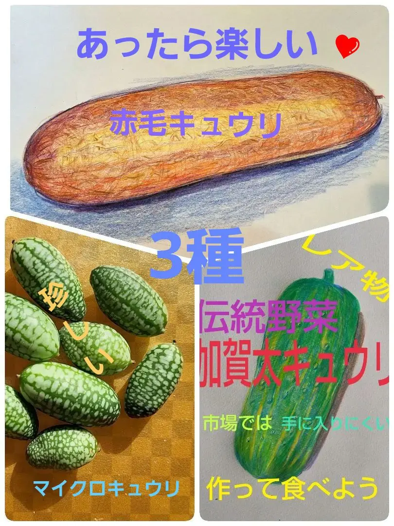 2025年最新】赤毛瓜の人気アイテム - メルカリ