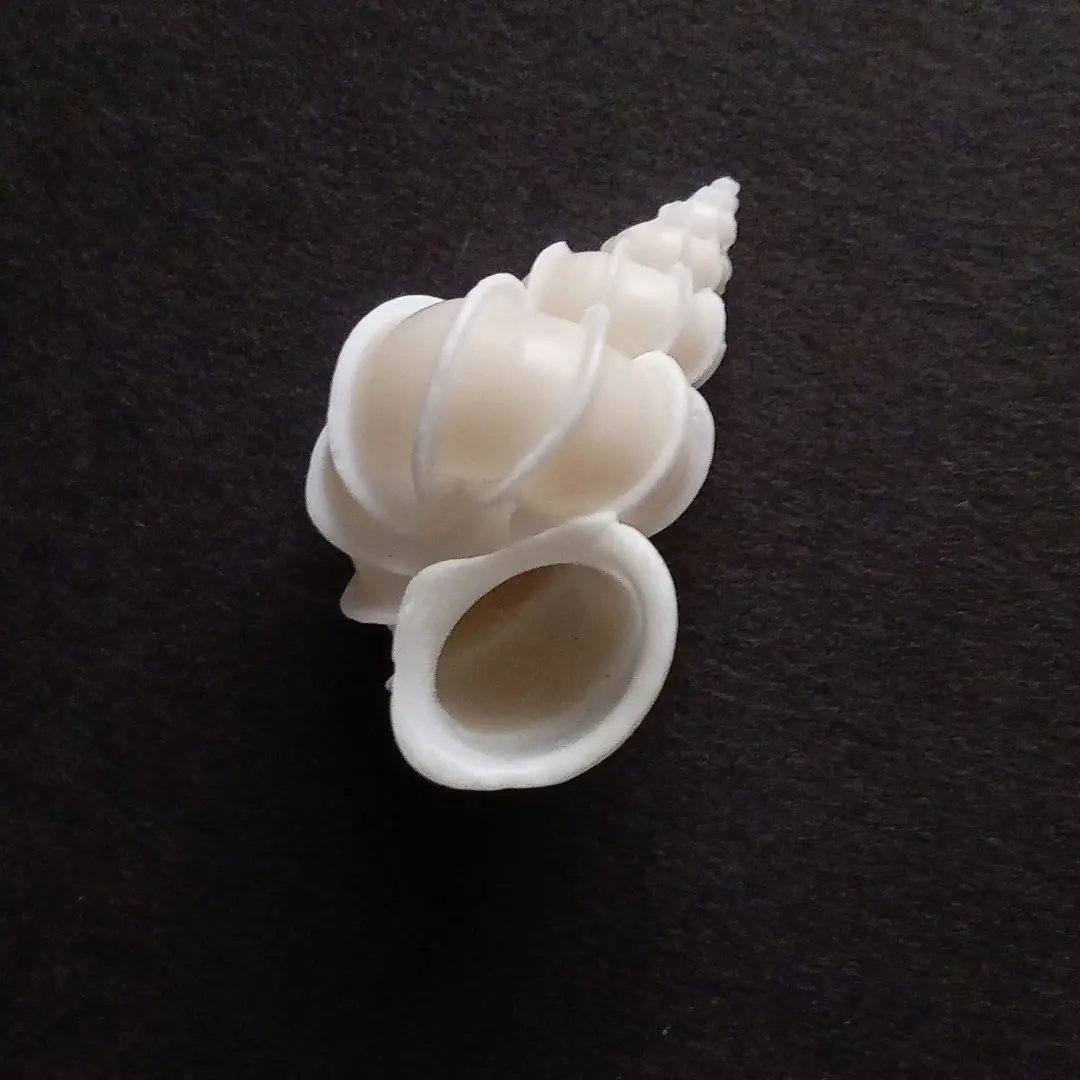 オオイトカケ（イトカケガイ科）　蓋付 58mm 特大 オオイトカケ（イトカケガイ科） 蓋付 58mm 特大 オオイトカケ