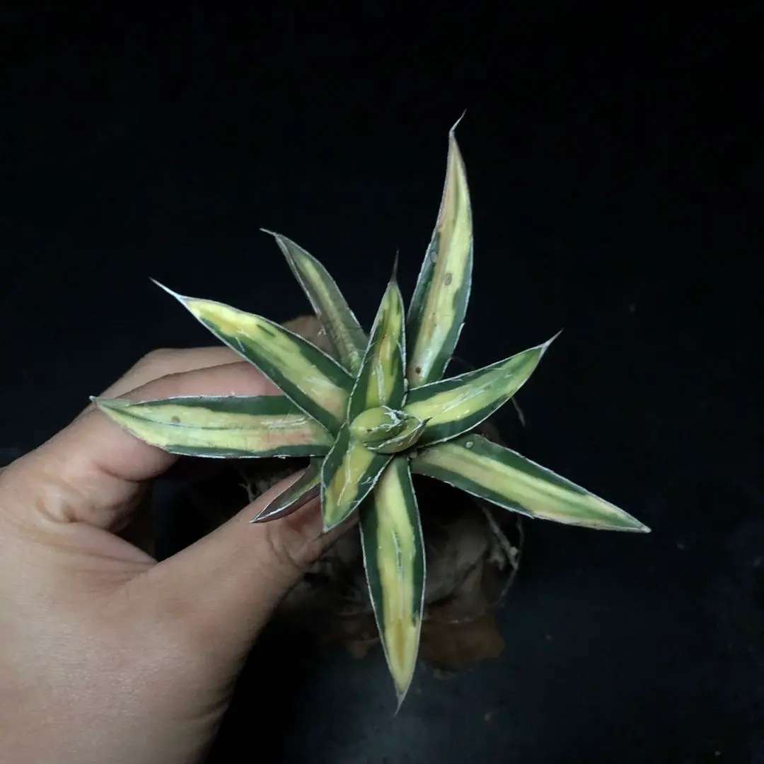 2025年最新】笹の雪 サンキングの人気アイテム - メルカリ