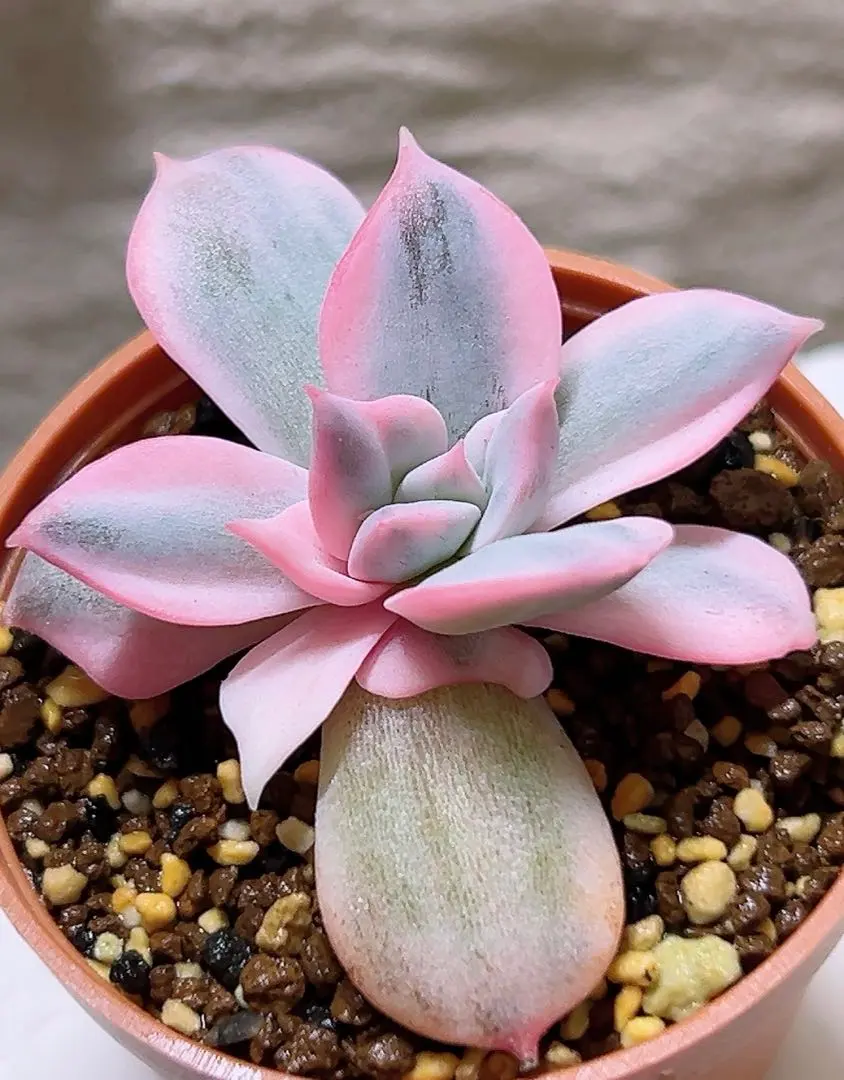 ❤️専用出品❤️ブルーサプライズ錦❤️抜き苗❤️ブルー札 2025年最新】ブルーサプライズ錦の人気アイテム - メルカリ