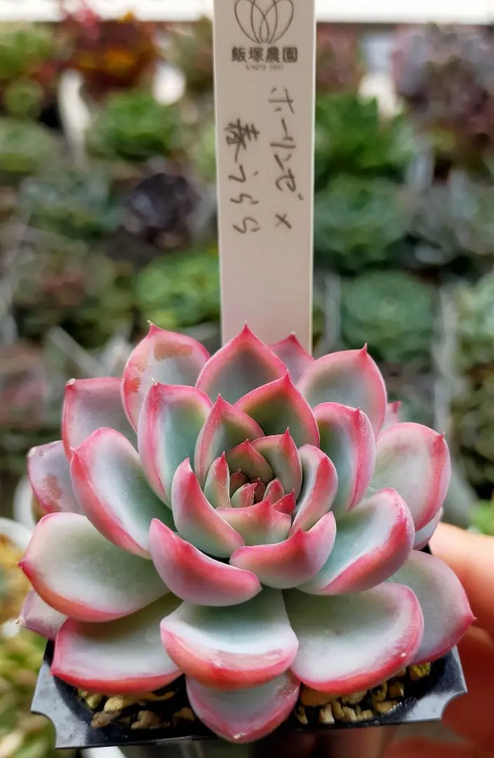 専用コーナー　　花うらら白錦　フラメンコ錦他　輸入苗　多肉植物 多肉植物 専用❣️（専用コーナー 花うらら白錦 フラメンコ錦他