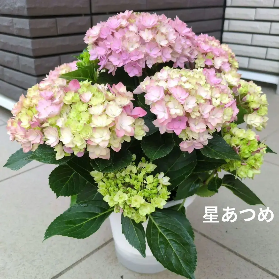 紫陽花来年用　正規品月影　星あつめ　茜雲他 2025年最新】紫陽花茜雲の人気アイテム - メルカリ