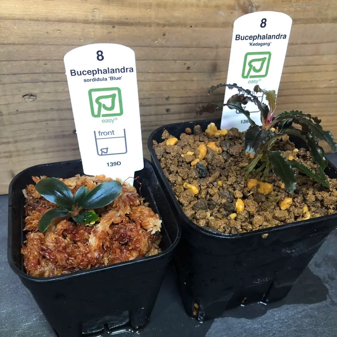ブセファランドラ 専用出品 楽天市場】（水草）ブセファランドラsp．クダガン（トロピカ