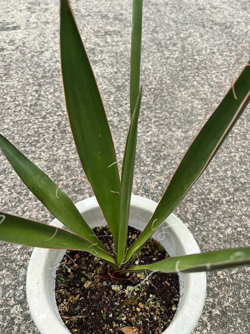 Mikey23【ユッカ ファクソニアーナ】A ユッカ ファクソニアーナ yucca faxoniana | My-Favthings