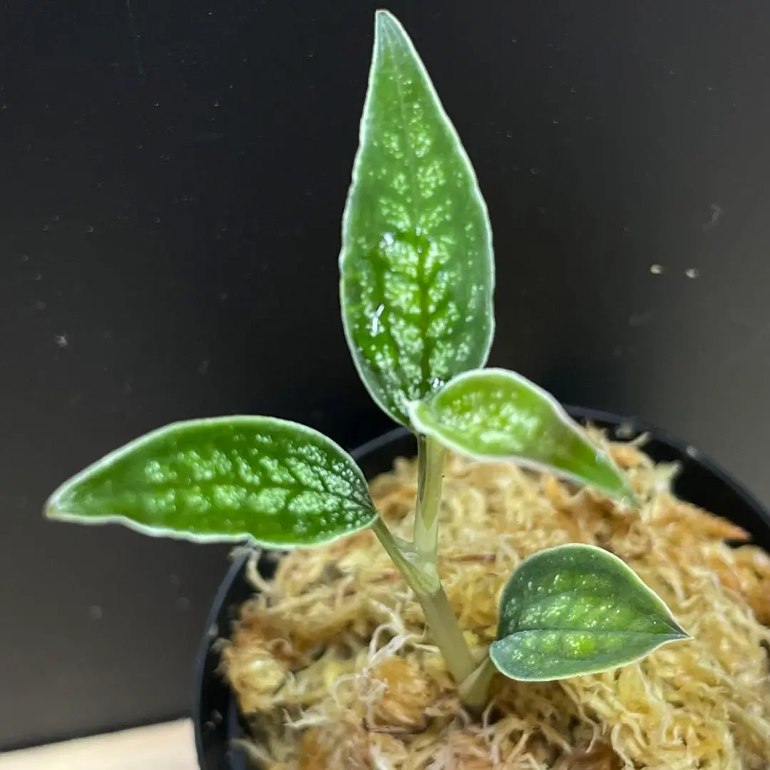 ス*ウ様 Cystorchis sp. シストーチス　パプア　原産地由来 Cystorchis sp. Papua (Brown Type)-Eurycentrum？今後、追加or