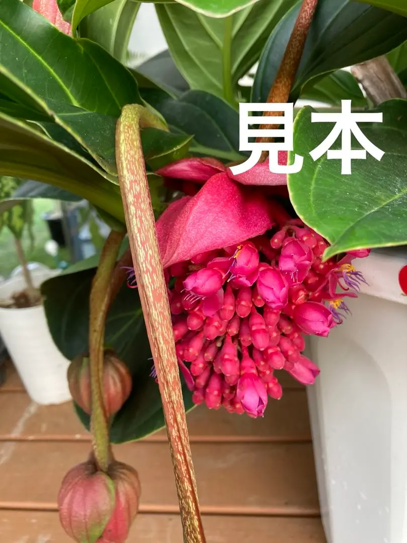 メディニラ火の鳥　マグニフィカ　5号ポット　観葉植物　レア　園芸　風水　花言葉 メディニラ・マグニフィカ | Medinilla magnifica | かぎけん花図鑑