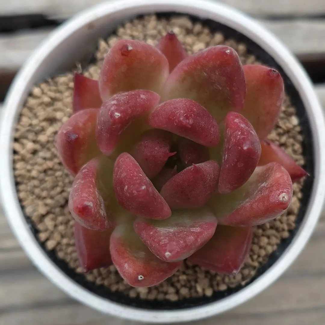 2025年最新】エレイン 多肉の人気アイテム - メルカリ