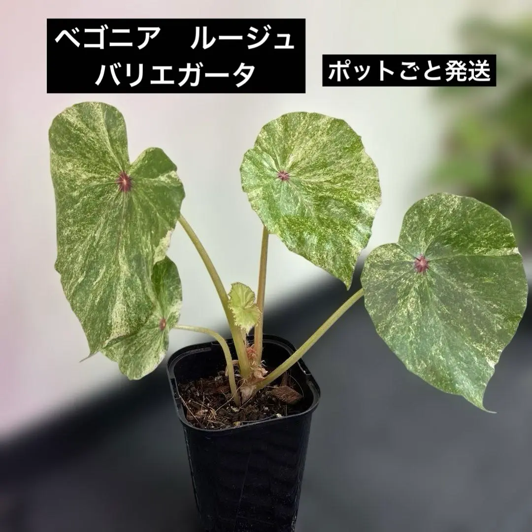 レア　ベゴニア　ルージュ　Variegated Begonia Rouge大苗② Rouge Variegated ルージュ・バリエゲイテッド – Begonia Club