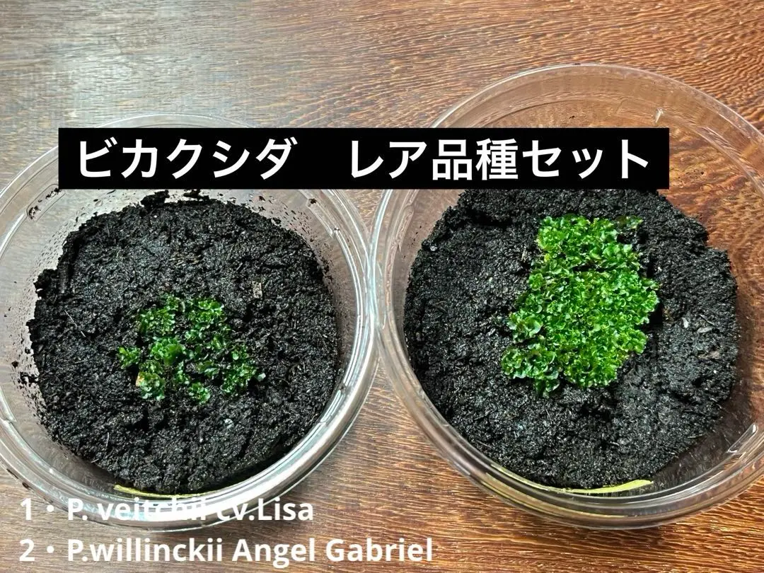 2025年最新】veitchii lisaの人気アイテム - メルカリ