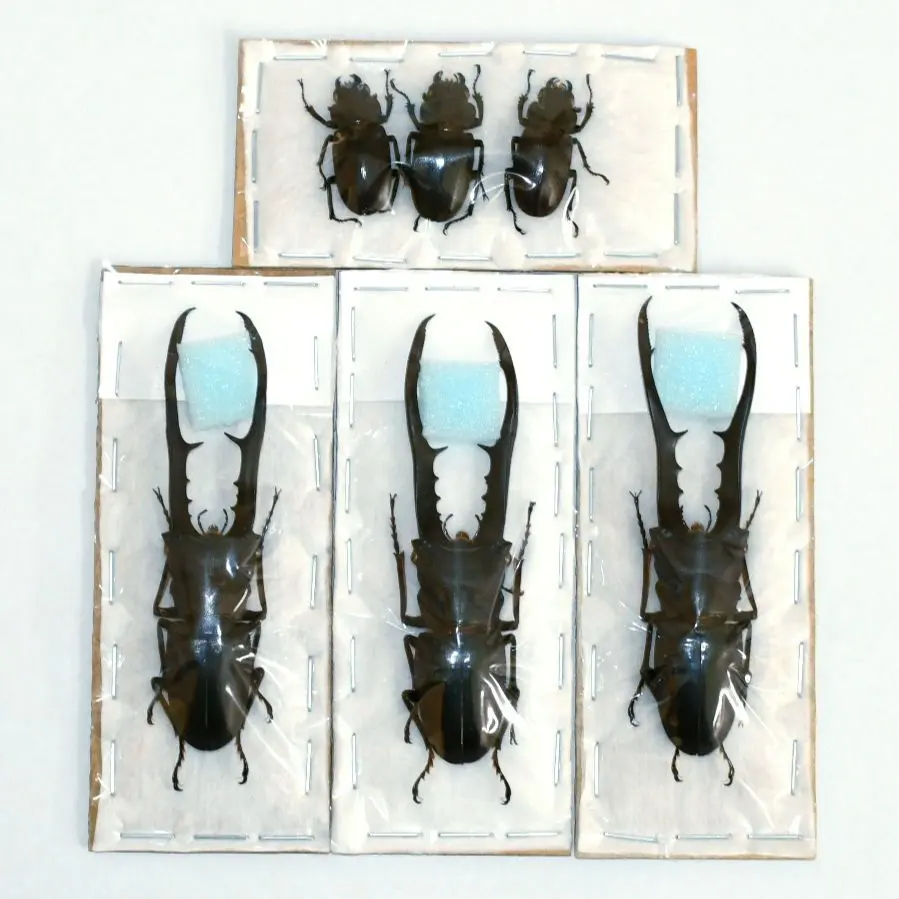 2025年最新】ホソアカクワガタ 標本の人気アイテム - メルカリ