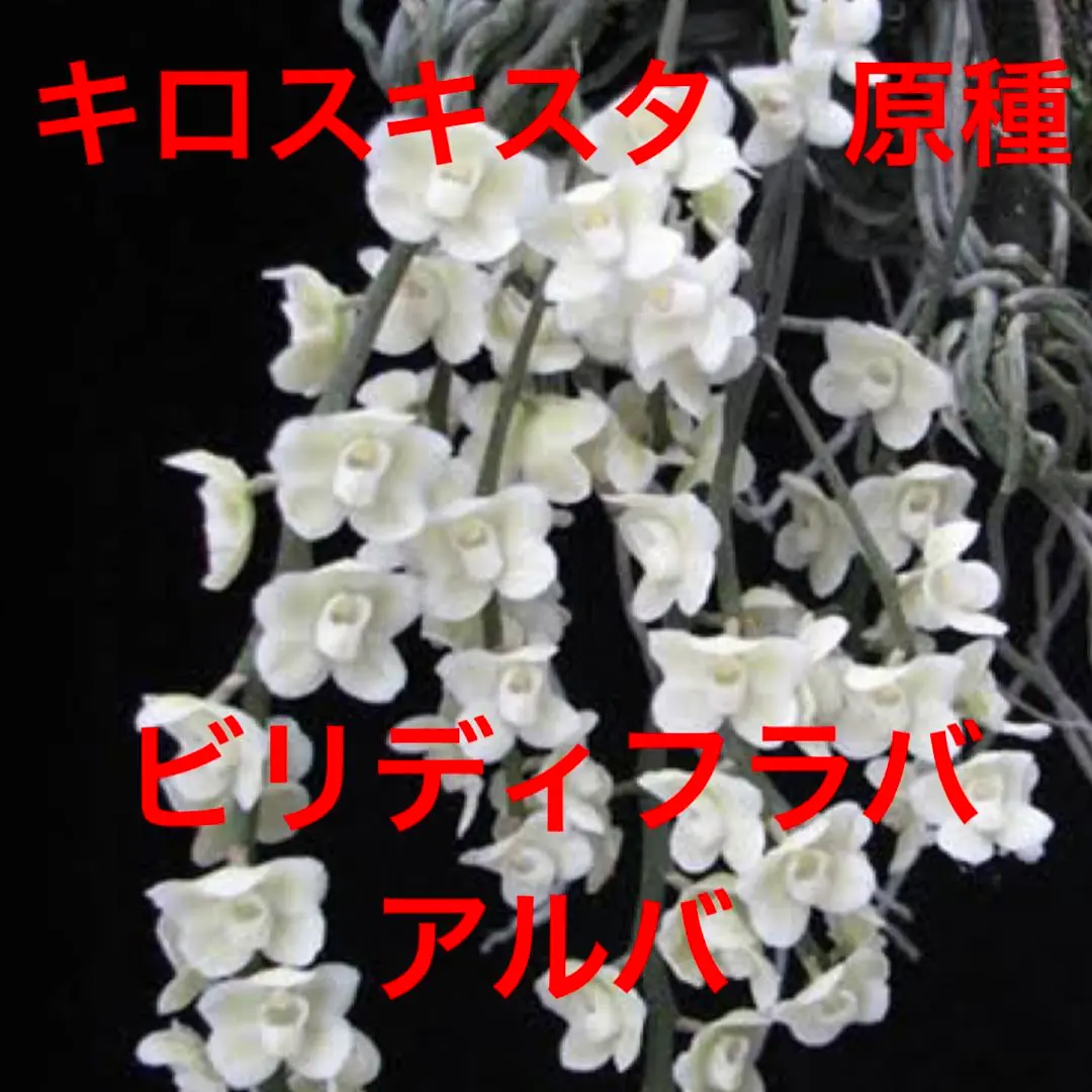 洋ラン 無葉蘭 キロスキスタ ビリディフラバ キロスキスタ ビリディフラバ Chiloschista viridiflava 着生