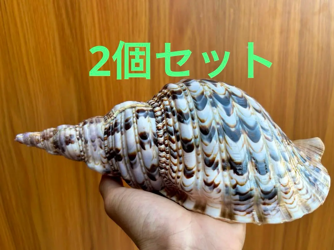 セイヨウホラガイ.貝殻.貝標本 セイヨウホラガイ.貝殻.貝標本 セイヨウホラガイ : 貝殻ストア