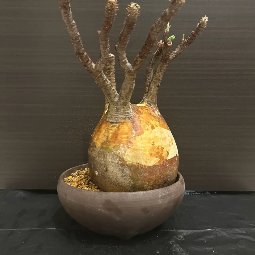 2025年最新】未発根グラキリスの人気アイテム - メルカリ