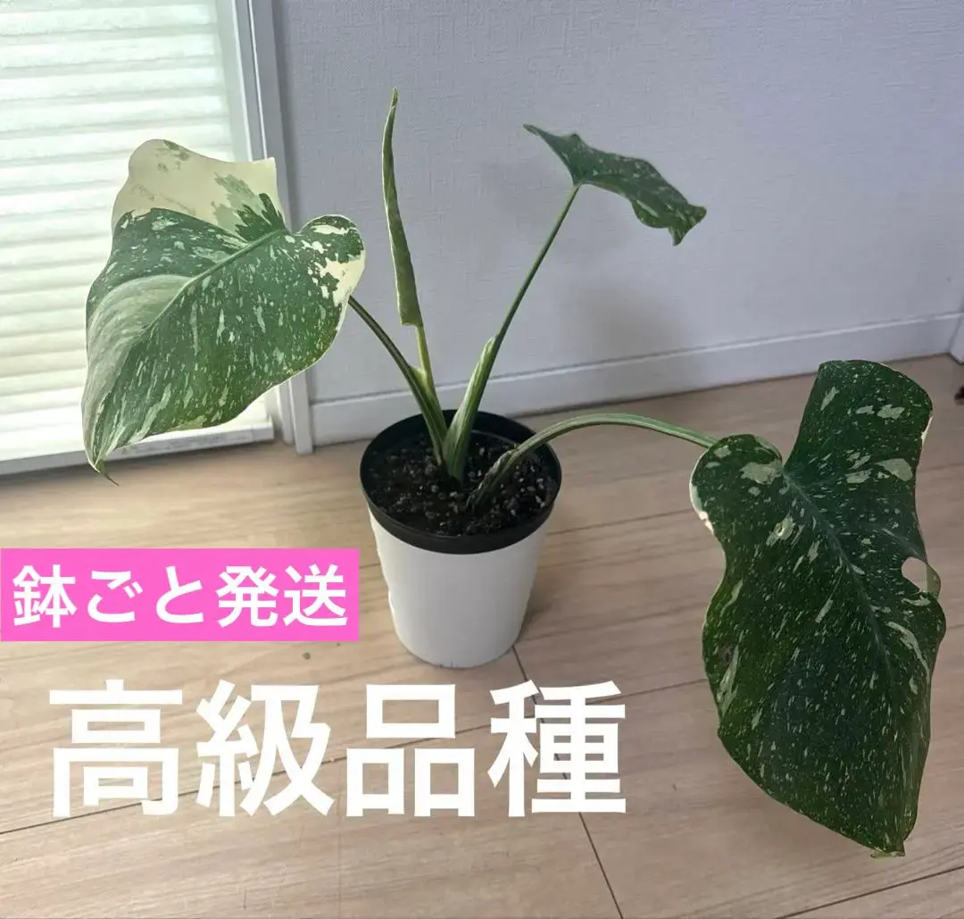 ★霜降り極斑★ モンステラ　デリシオーサ　レガシー　完品 ☆霜降り極斑☆ モンステラ デリシオーサ レガシー 完品