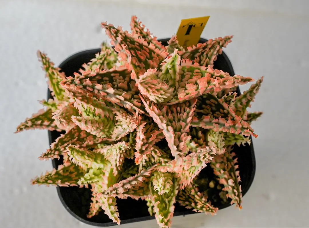 2025年最新】アロエ テンプラの人気アイテム - メルカリ