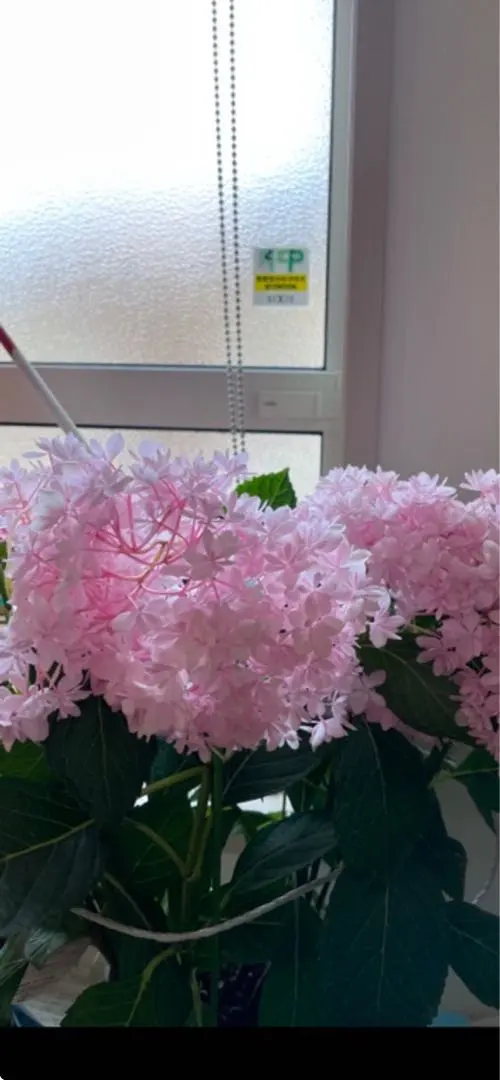 紫陽花特大10号鉢　開花中　希少紫陽花桜のころ小苗オマケ付き 紫陽花特大10号鉢 開花中 希少紫陽花桜のころ小苗オマケ付き