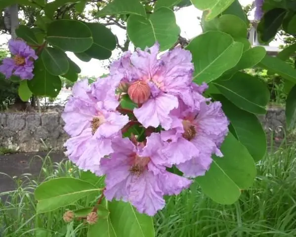 オオバナサルスベリ 開花中 大株 80cm｜Yahoo!フリマ（旧