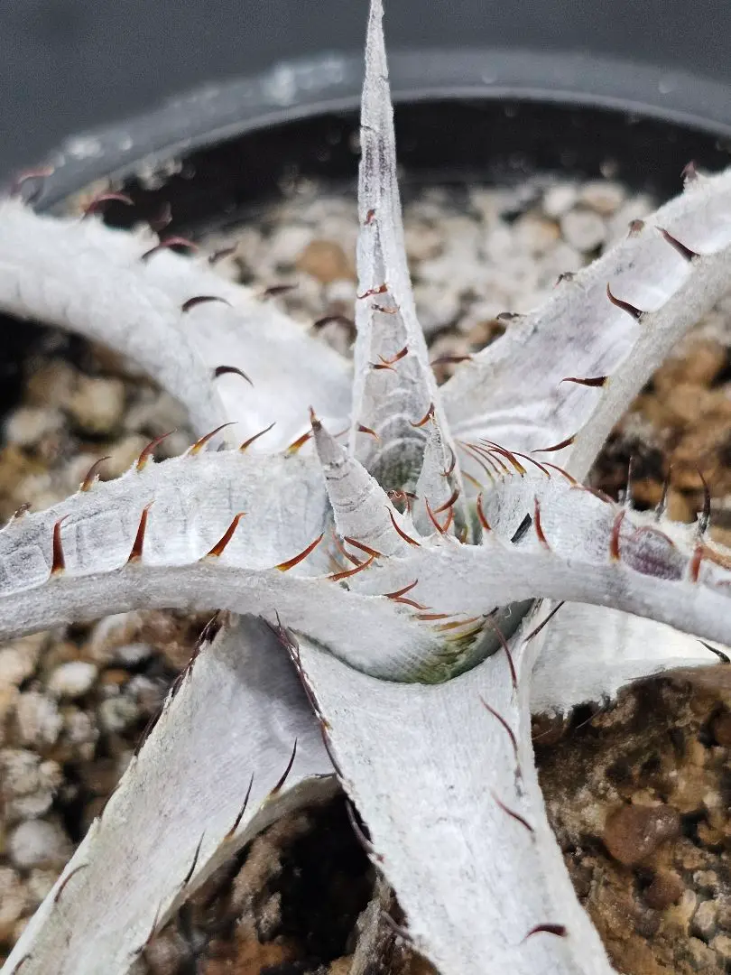 Dyckia　CHU-txBill Baker's ×braunii ディッキア 864953e6d52aed479ffe61c9211bf2