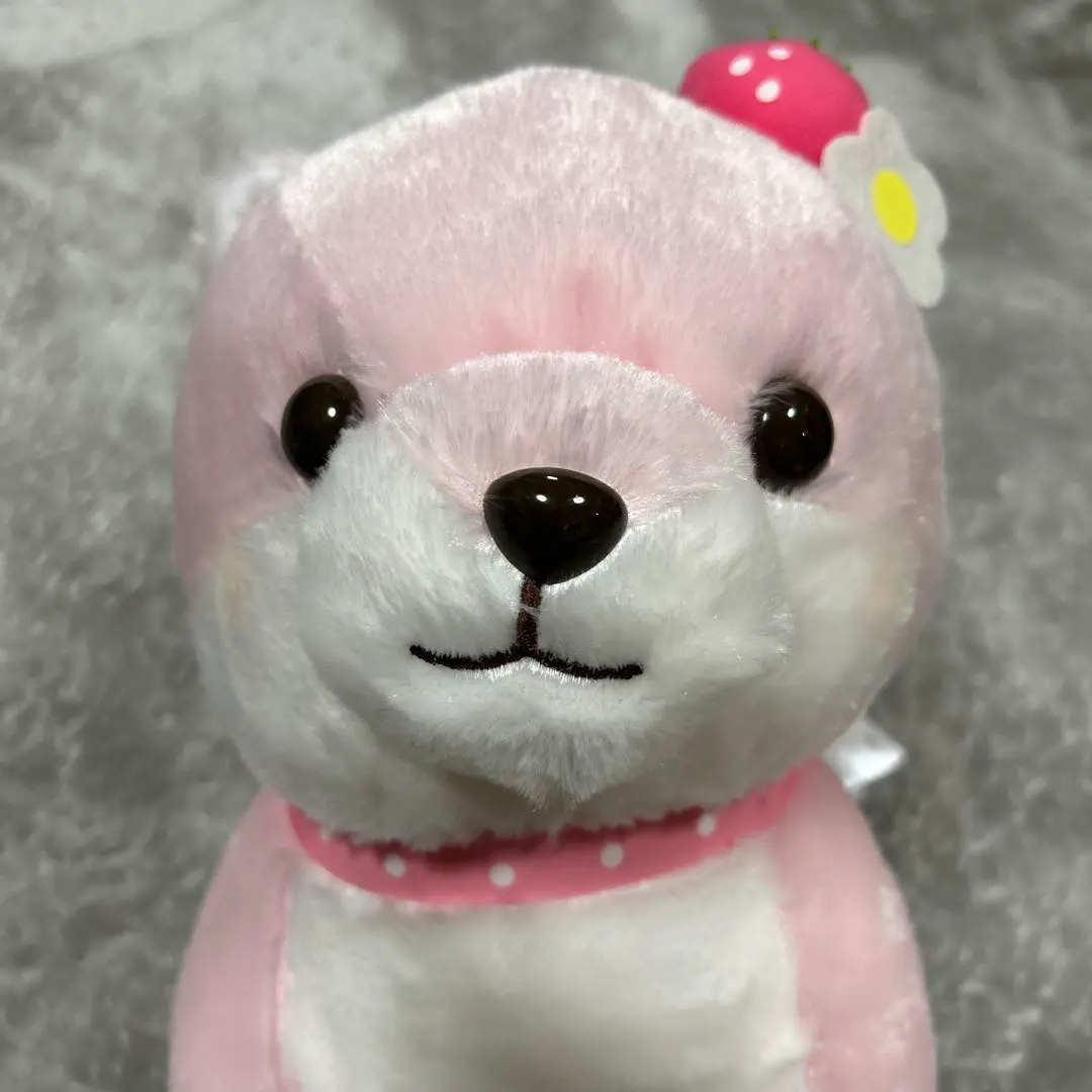 Thumbnail of Marutama Mameshiba San-kyodai Strawberry JB Sakura