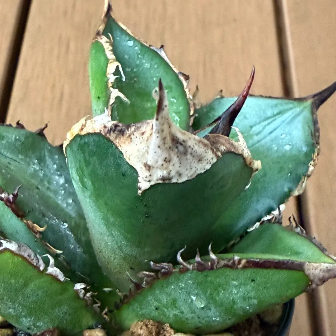 2025年最新】アガベ白幽霊の人気アイテム - メルカリ